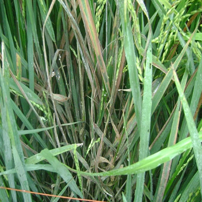ধানের মাজরা পোকা (Rice Stem Borer)